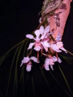 原種洋蘭 lepanthes acutissima エクアドル南米レパンテス - メルカリ