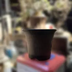 陶器鉢 植木鉢 塊根植物 多肉植物 スペシャル2点セット