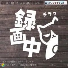 ドラレコ録画中⑯猫1ハチワレカッティングステッカー　ドライブレコーダー