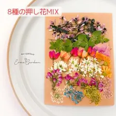 8種の 押し花 MIX ハンドメイド 花材 資材 レジン アクセサリー