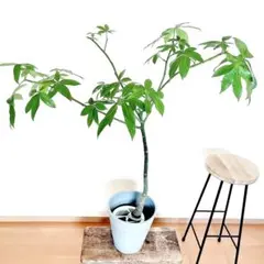 レンブ 黒真珠レンブ 苗 苗木 蕾付き 取り木 熱帯果樹 観葉植物 - メルカリ