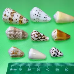 2026年最新】貝殻まとめ売りの人気アイテム - メルカリ