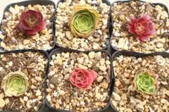 2026年最新】観葉植物 アエオニウムの人気アイテム - メルカリ