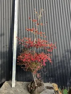 2025年最新】山採りドウダンツツジの人気アイテム - メルカリ