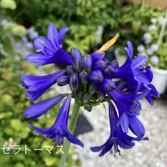 アガパンサス苗　抜き苗　ネコポス　訳あり