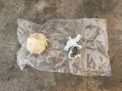 エイリアンステージ ルカ ねんどろいど