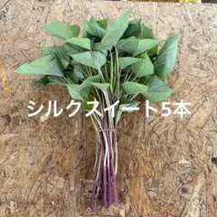고구마 모종 5 개 실크 스위트 컷 모종 무료 배송 네코포스