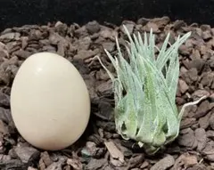 チランジア　スプレンゲリアナ　臨海型ラージクローン　sprengeriana 🌱Tillandsia sprengeliana【Czech Republic🇨🇿】🌱 臨海型ぽいすぼみ