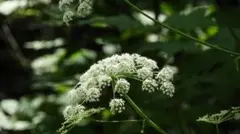 R7年10月採種 九州産完全無農薬無肥料自然栽培 神の草日本山人参の種