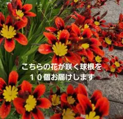 スパラキシス　特価　球根１０個のサムネイル