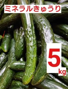 きゅうり 5kg Nのサムネイル