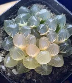 M*o様 多肉植物　ハオルチア　霓虹燈オブツーサ錦　鮮明錦　極上斑