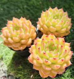 まるまるまる様 ご専用　值引70円リクエスト 2点 まとめ商品