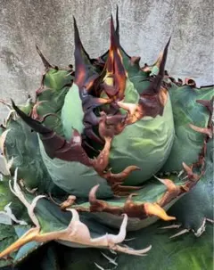 SEI　白鯨　親株 2025年最新】アガベ 白鯨 親株の人気アイテム - メルカリ