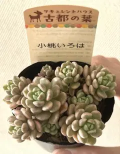 2026年最新】古都の葉 小桃いろはの人気アイテム - メルカリ