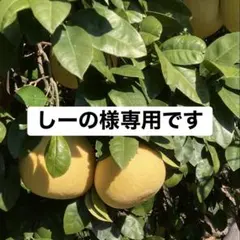 しーの様専用です。