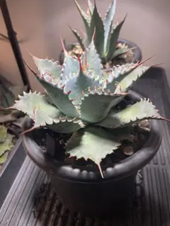 2026年最新】アガベ パラサナ イシスメンシスの人気アイテム - メルカリ