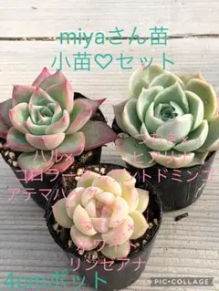 Paris様 リクエスト 2点 まとめ商品