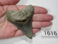 2026年最新】メガロドン 歯の人気アイテム - メルカリ