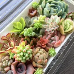 NEW❗️【レア種】花火　大苗入り　多肉植物詰め合わせ　カット苗多肉弁当❣️