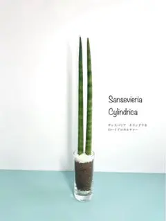 メルカリ便発送‼︎　レイオブライト　変わり斑 4株カット苗 寄せ植え4種 カット苗 X - メルカリ