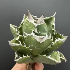 【稀少高騰品種】強棘白火焔 × 特白ホワイトアイス hyb 特選 アガベチタノタ 稀少高騰品種】強棘白火焔 × 特白ホワイトアイス hyb 特選