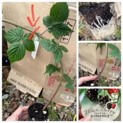 2025年最新】苗木の人気アイテム - メルカリ