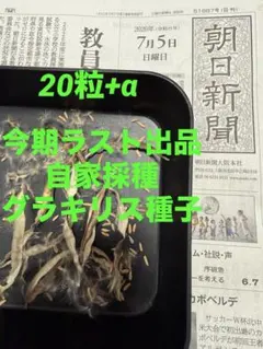 2026年最新】グラキリス 現地球の人気アイテム - メルカリ