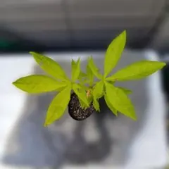 トチのミニ盆栽のサムネイル