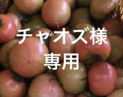 チャオズ様　専用