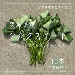 さつまいも シルクスイート 苗 10本 茨城県産サツマイモ - メルカリ