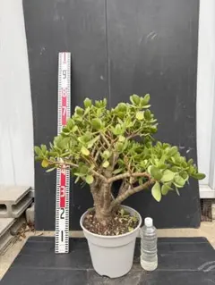 金のなる木　成金草　マネーツリー　塊根植物 テラコッタ鉢 約40cm 金のなる木 成金草 マネーツリー 塊根植物 テラコッタ鉢 約40cm - メルカリ