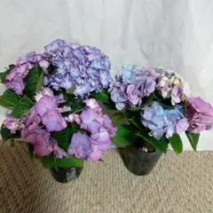 ☆ハイドランジア☆アジサイ☆パープルスプレンダー☆5号鉢☆希少