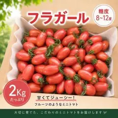 【農家直送】糖度8〜11度！甘くてジューシー フラガール 約2Kg ミニトマトのサムネイル