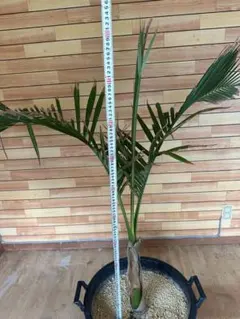 シュロの木 約250㎝ HIROさん確認用 - メルカリ