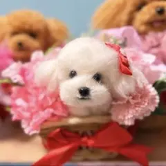 羊毛フェルト 羊毛犬 にこふわポメラニアンのフラワーバスケット