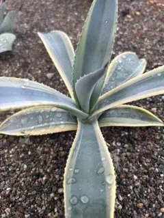 【2子株】アガベ フランゾシニー錦 ソートゥース アガベ フランゾシニー錦 ソートゥース 約50cm 親株