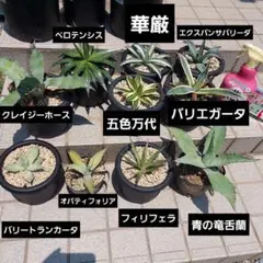 メルカリ市限定）ディッキア 他 原種 ハイブリッド 親株 大株 子株