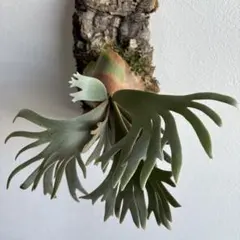 Z*I様 P. Willinckii 'Grace' hhr grace - メルカリ