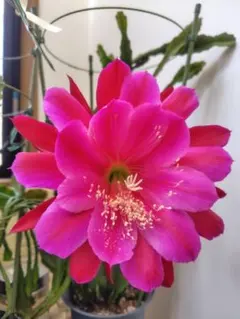 花サボテン 濃いピンクの大輪 開花株 - メルカリ
