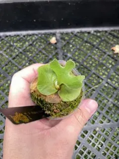 ⬛️速達 Darlingtonia ダーリングトニア 食虫植物 ⑤ - メルカリ