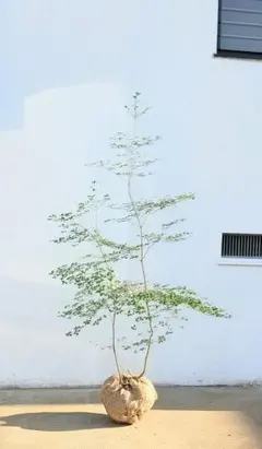 2026年最新】ドウダンツツジ 山採りの人気アイテム - メルカリ