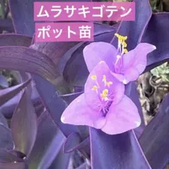 2025年最新】ツユクサ 苗の人気アイテム - メルカリ