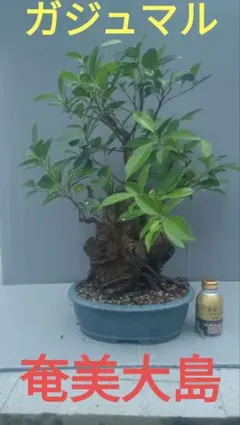 ガジュマル 抜き苗 幸運/繁栄/縁起/樹木植物 がじゅまる 沖縄/山野草