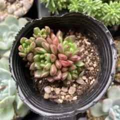 多肉植物♡ピンクルルビー 抜き苗 - メルカリ