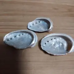 あわび 貝殻 3つ