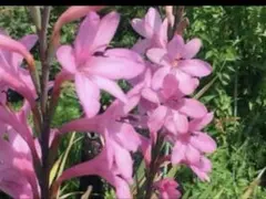 メルル様 リクエスト 2点 まとめ商品