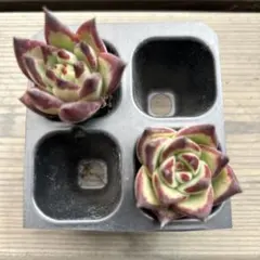 多肉植物　エケベリア　韓国苗　エボニー2苗　抜き苗セット