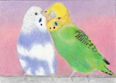 なかよしインコさん〔2L〕色鉛筆画