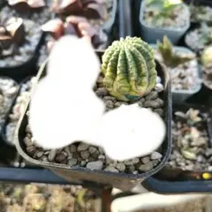 erikolon様 リクエスト 2点 まとめ商品